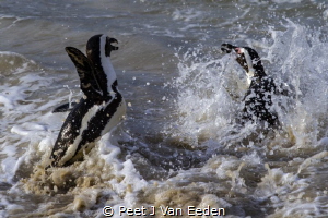 Penguin Splatter by Peet J Van Eeden 